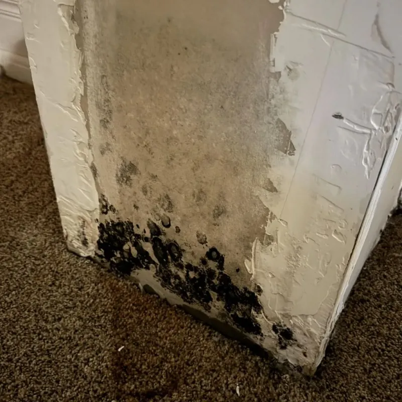 Professional Mold Removal in Clover Hill, MD